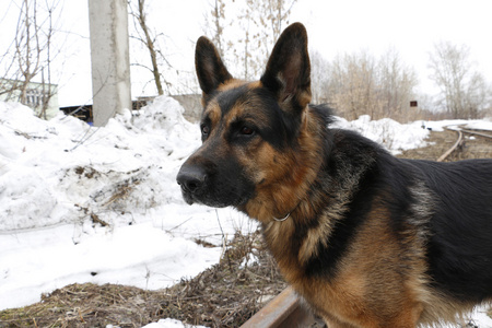 本季度延边巨资引进纯种锤系德国牧羊犬??签协议保证健康