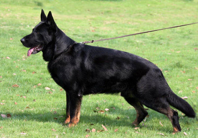 最大的德国牧羊犬基地 完美售后可签合同刷卡