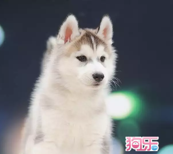 2016年昆明犬小狗价格