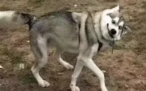 哈士奇为什么不能当警犬？看了哈士奇犬种特点你就懂了！