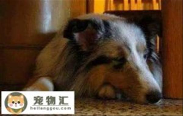 大丹犬认主吗