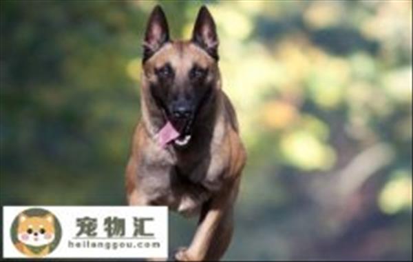 怎么判断幼犬是德牧还是土狗