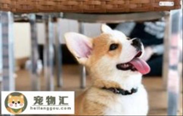 柯基犬貂色值钱吗