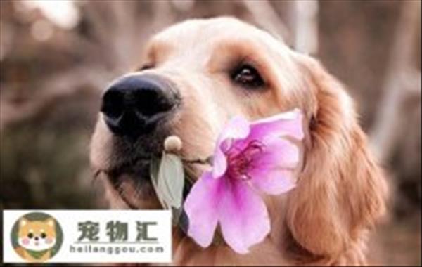 比格犬和史宾格的区别