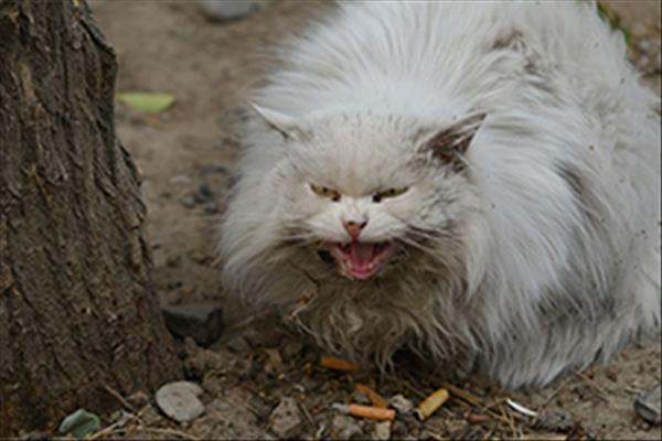 流浪猫怎么养