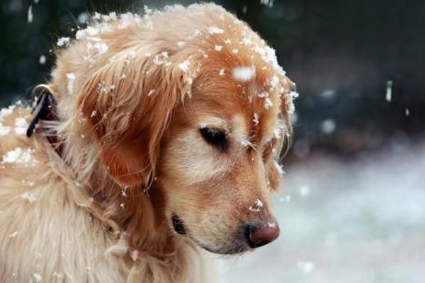 狂犬病的症状是什么样的