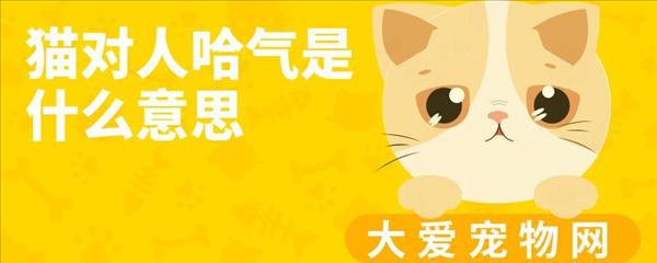 猫对人哈气是什么意思