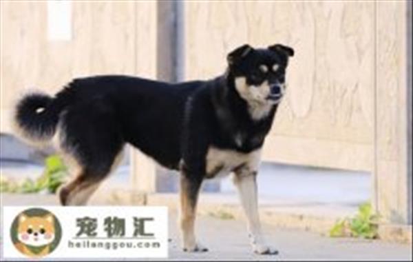 罗威纳犬和杜宾区别