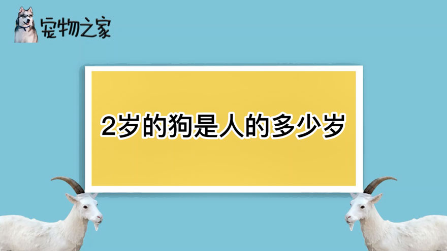 2岁的狗是人的多少岁