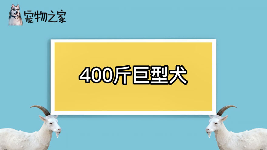 400斤巨型犬