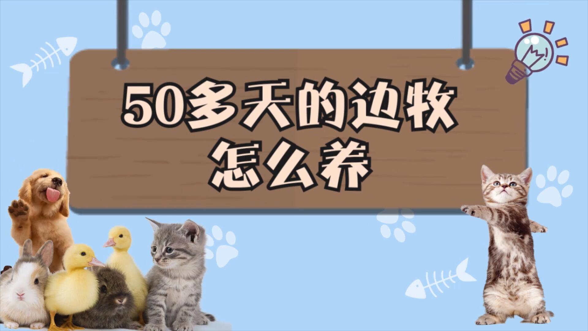 50多天的边牧怎么养