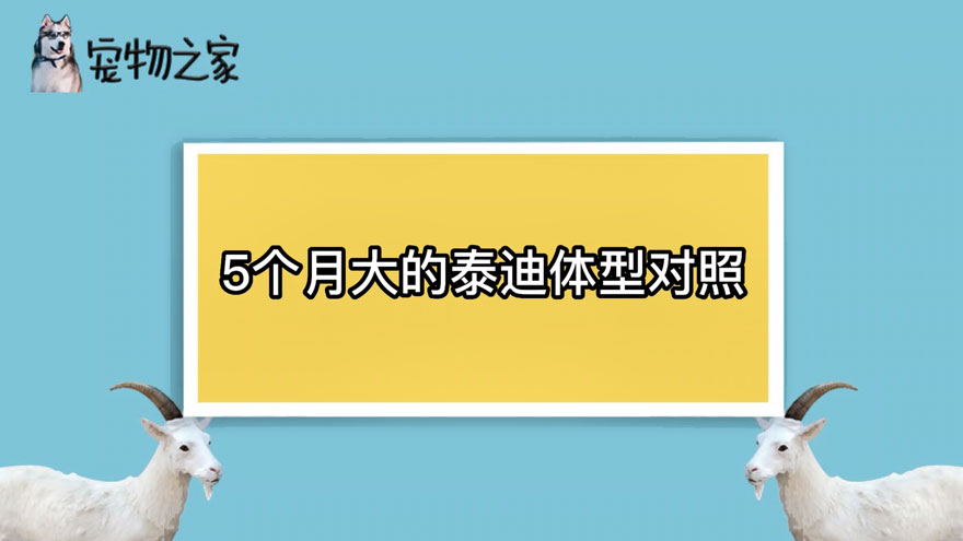 5个月泰迪体型对照表