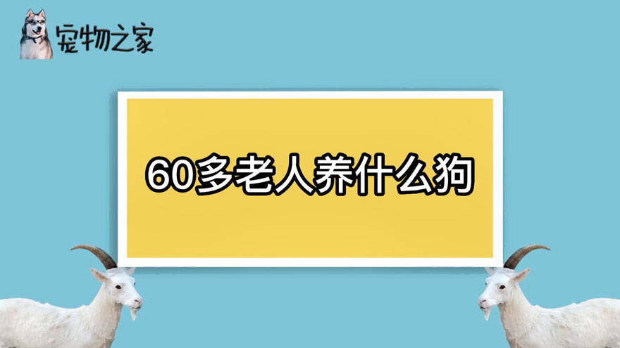 60多老人养什么狗