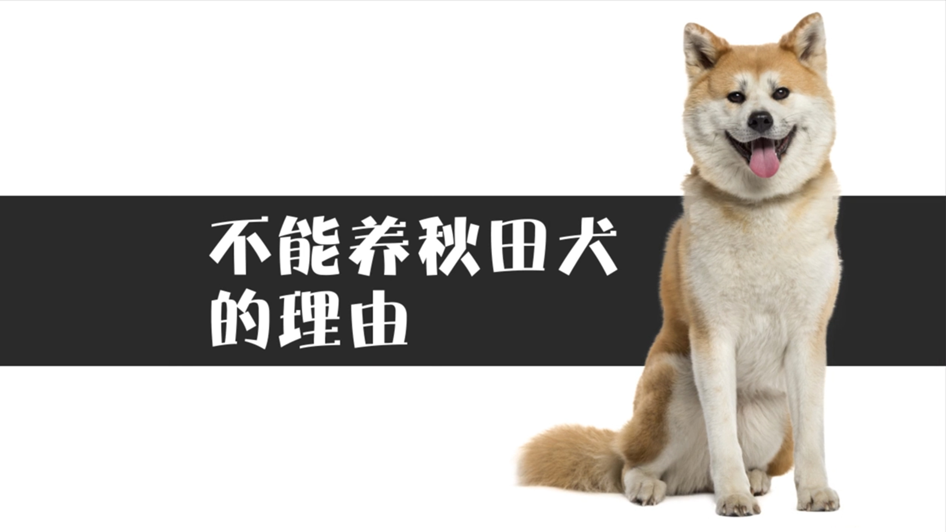 不能养秋田犬的理由