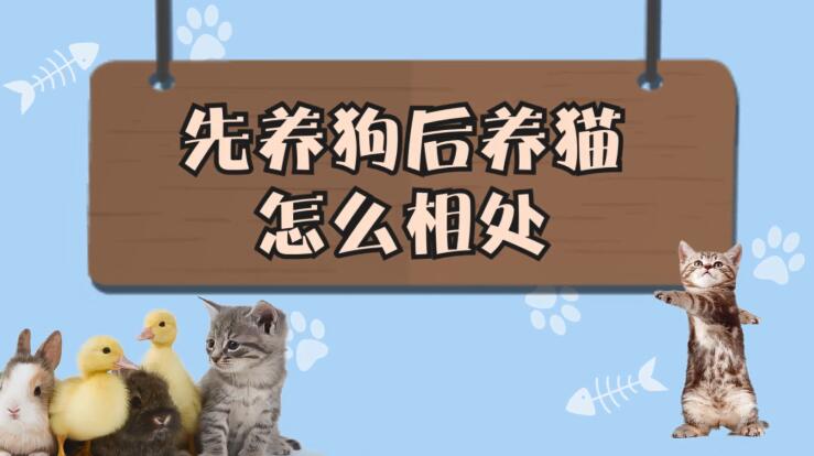 先养狗后养猫怎么相处