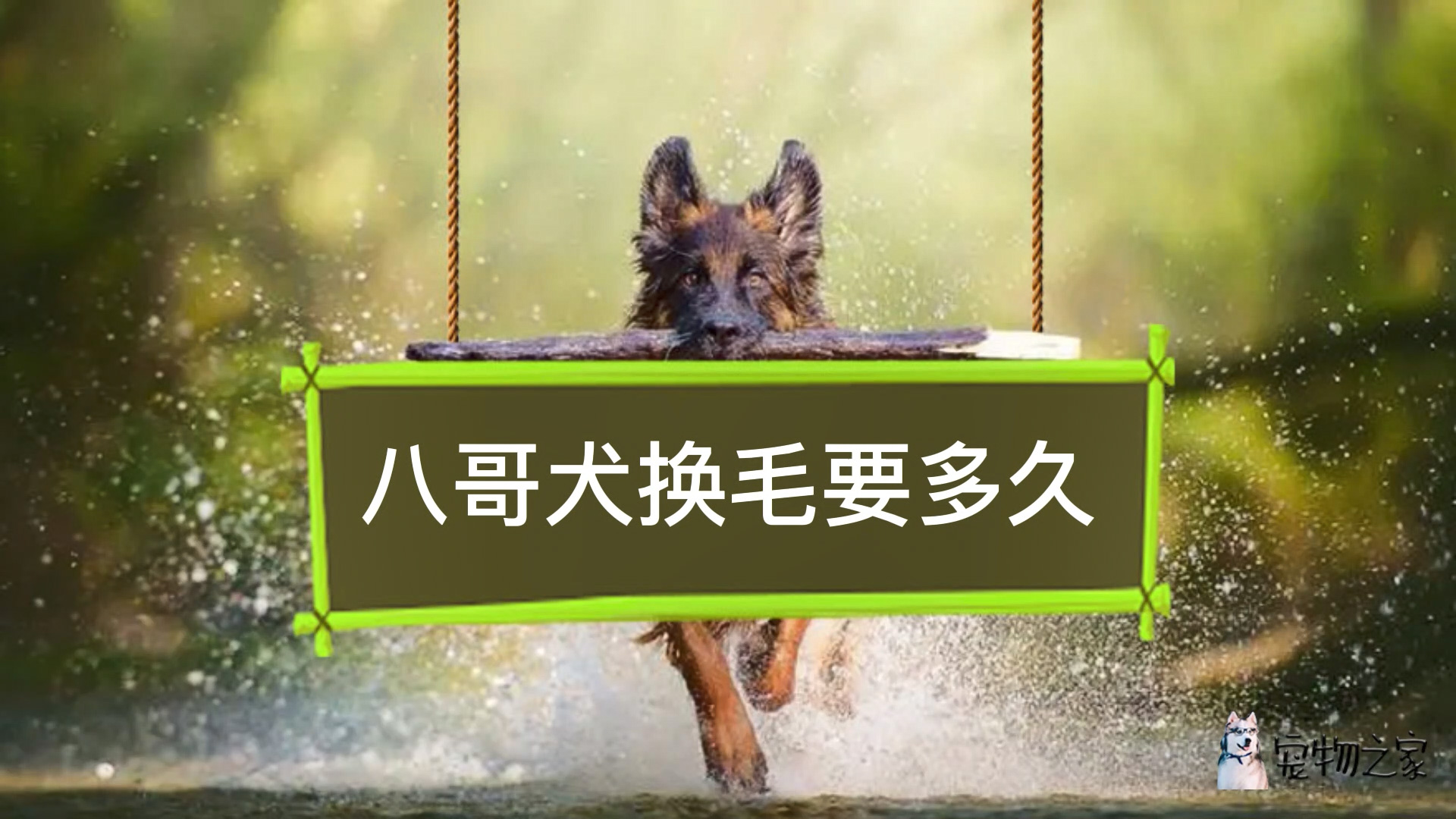 八哥犬换毛要多久