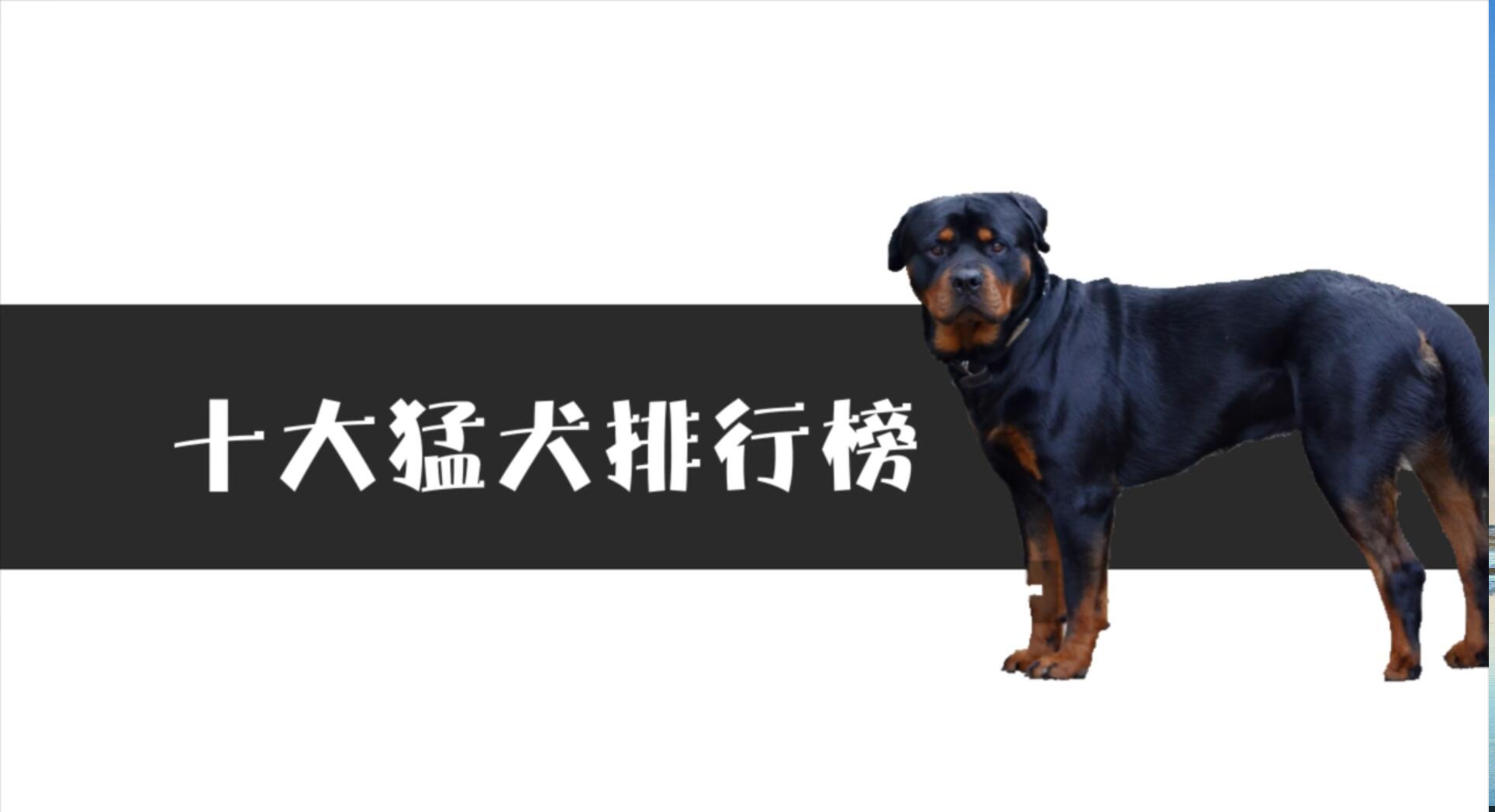 十大猛犬排行榜