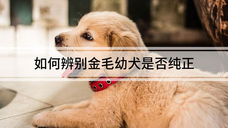 如何辨别金毛幼犬是否纯正