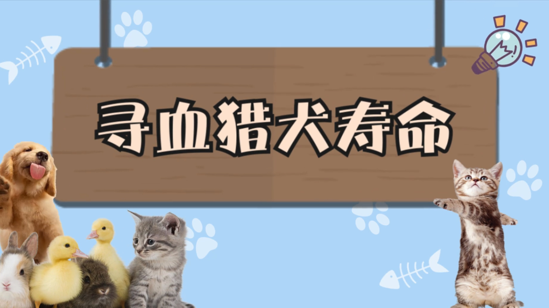 寻血猎犬寿命