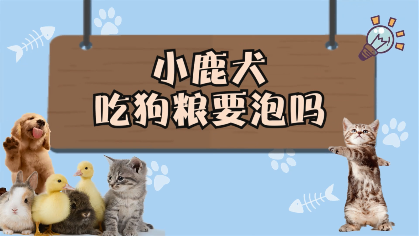 小鹿犬吃狗粮要泡吗