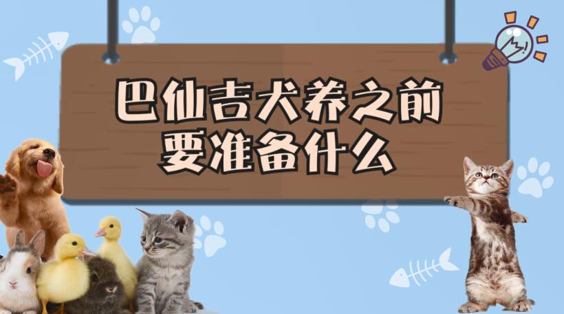 巴仙吉犬养之前要准备什么