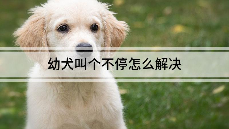 幼犬叫个不停怎么解决