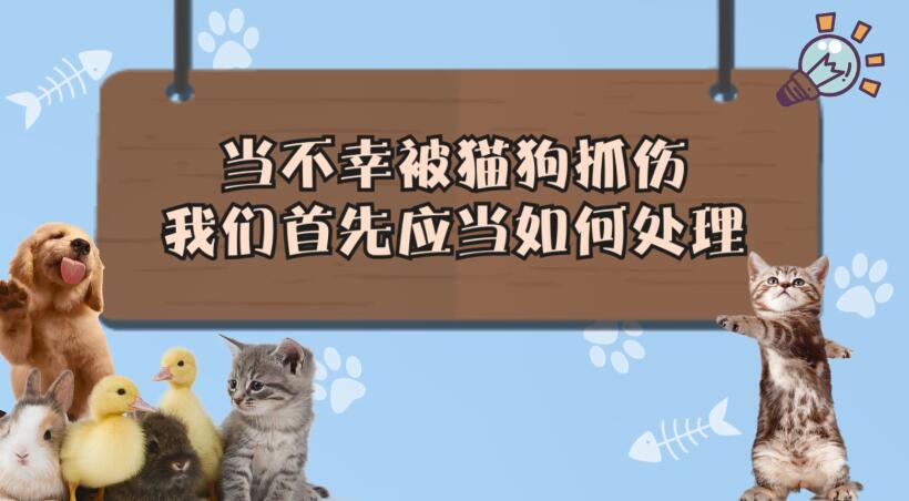 当不幸被猫狗抓伤我们首先应当如何处理