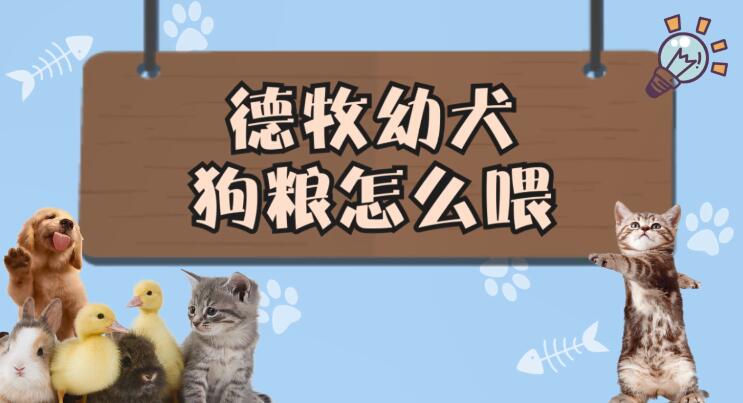 德牧幼犬狗粮怎么喂