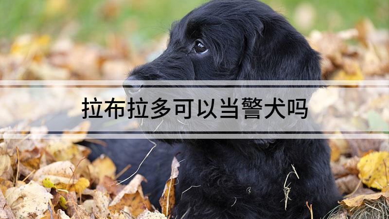 拉布拉多可以当警犬吗