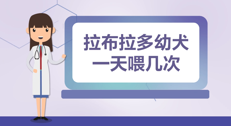 拉布拉多幼犬一天喂几次