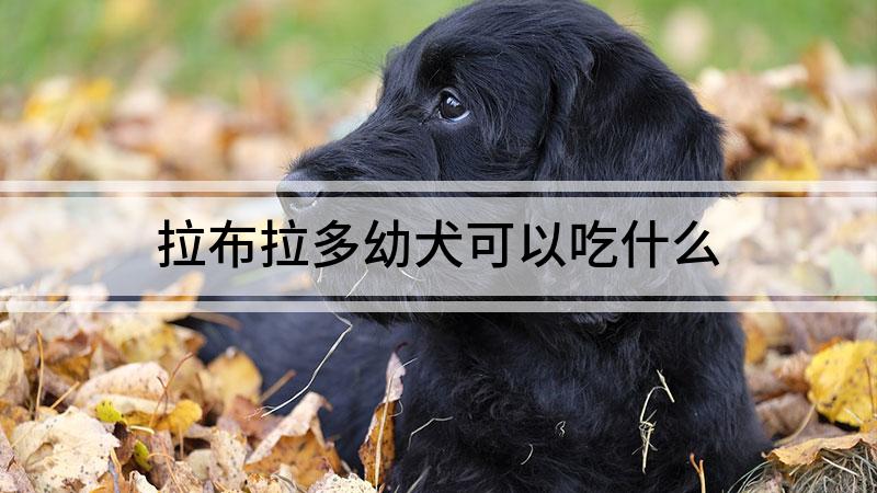 拉布拉多幼犬可以吃什么