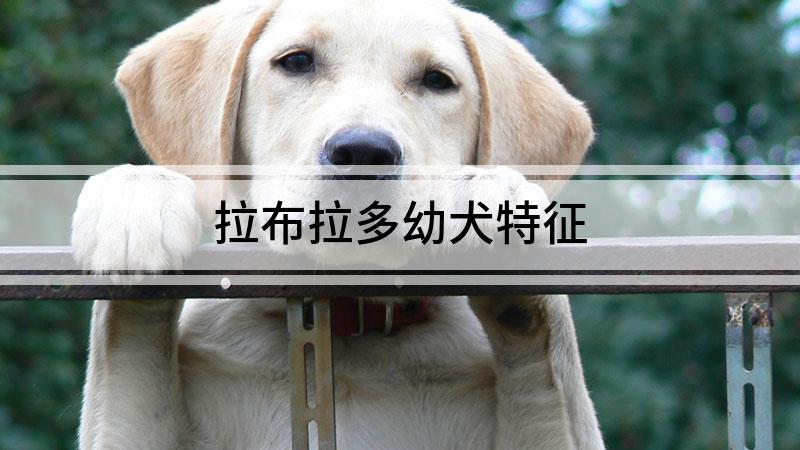 拉布拉多幼犬特征