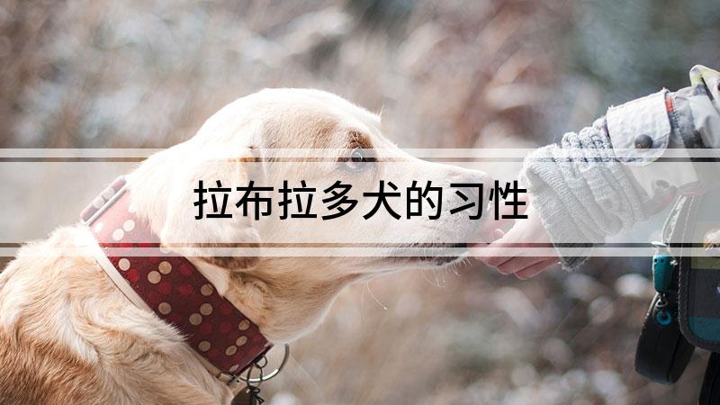 拉布拉多犬的习性