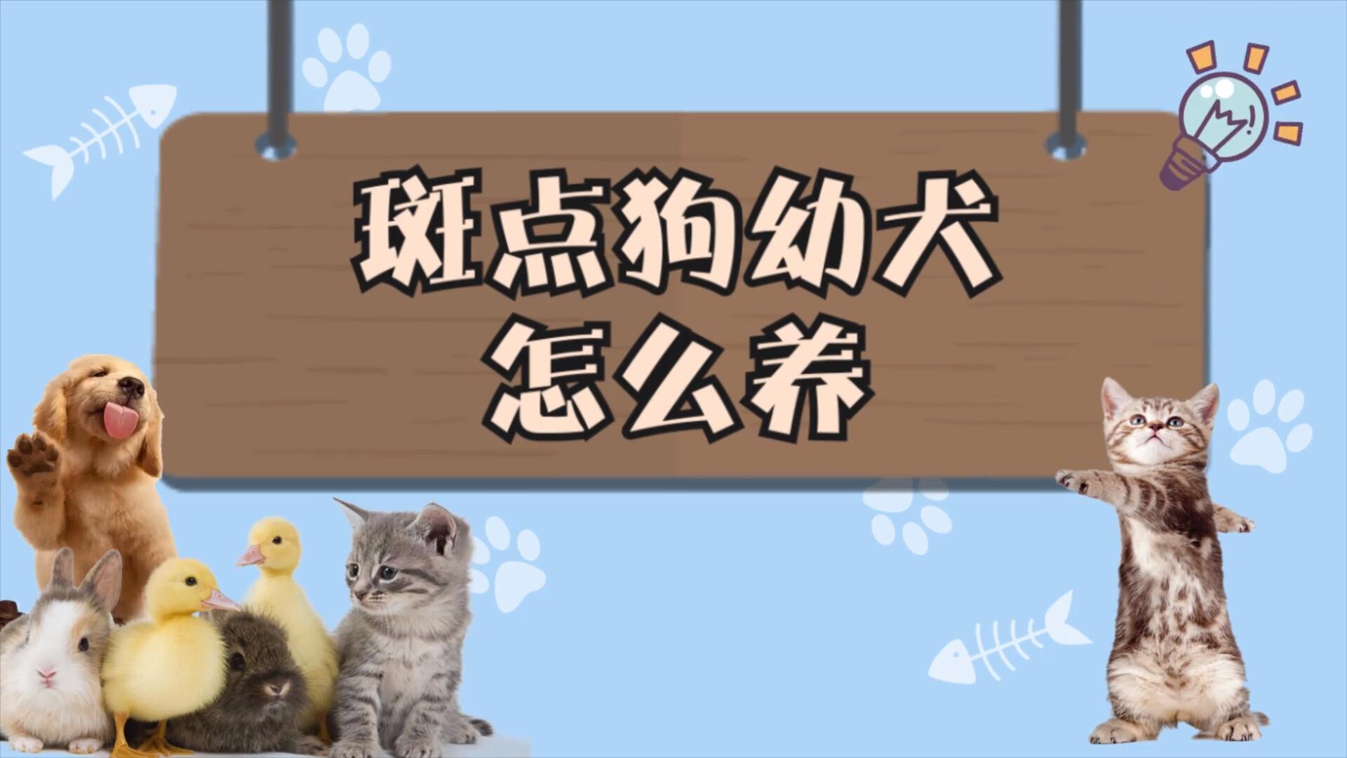 斑点狗幼犬怎么养