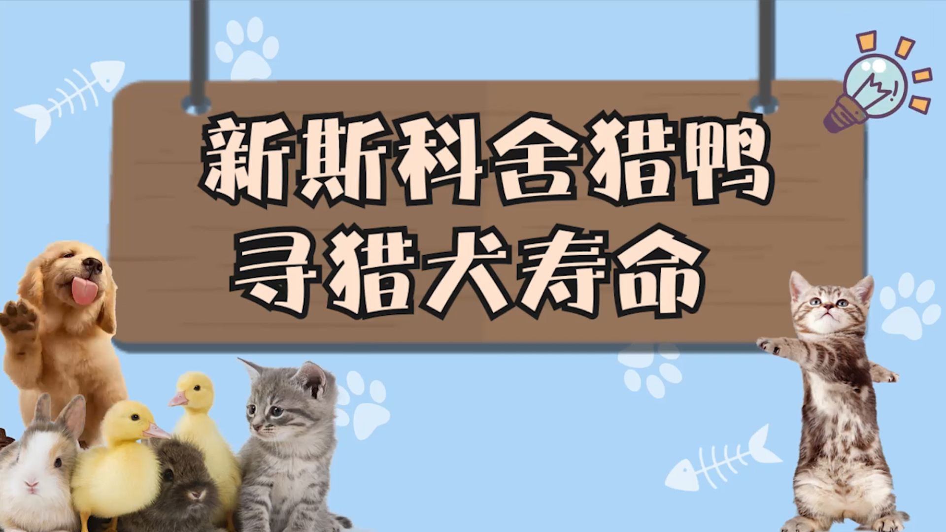 新斯科舍猎鸭寻猎犬寿命