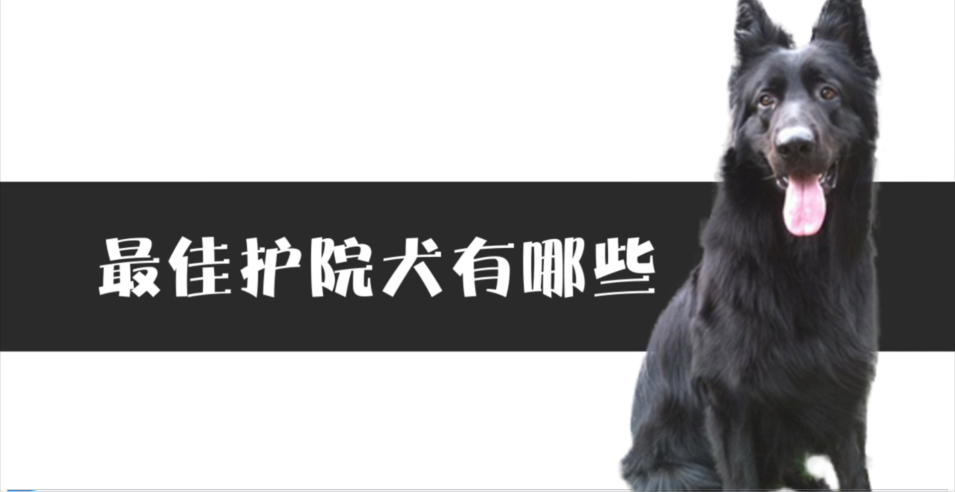 最佳护院犬有哪些