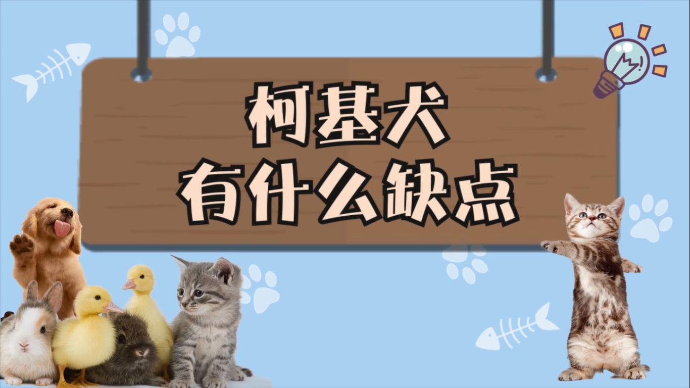 柯基犬有什么缺点