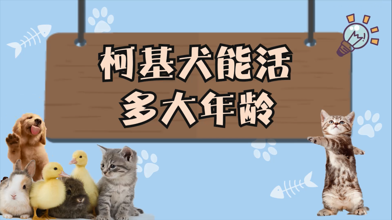 柯基犬能活多大年龄