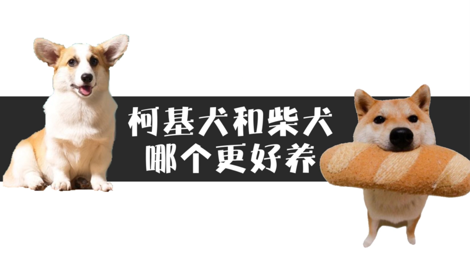 柴犬和柯基哪个更好养？