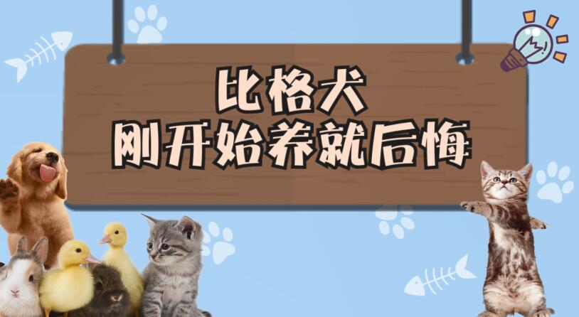 比格犬刚开始养就后悔