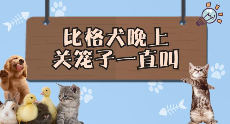 比格犬晚上关笼子一直叫