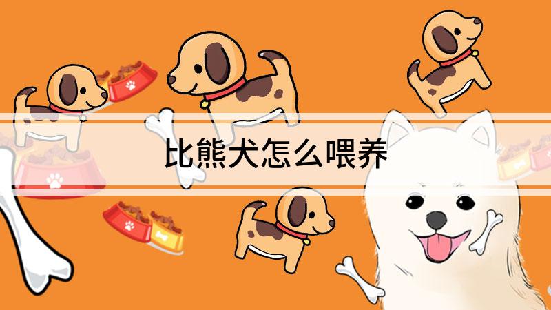 比熊犬怎么喂养