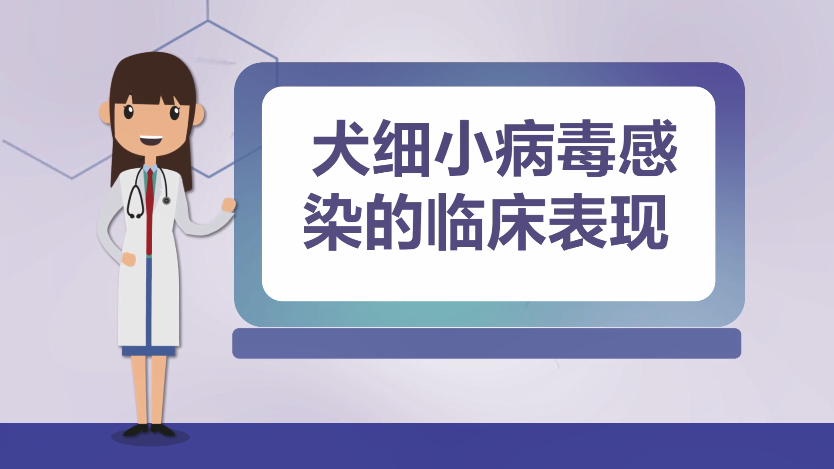 犬细小病毒感染的临床表现