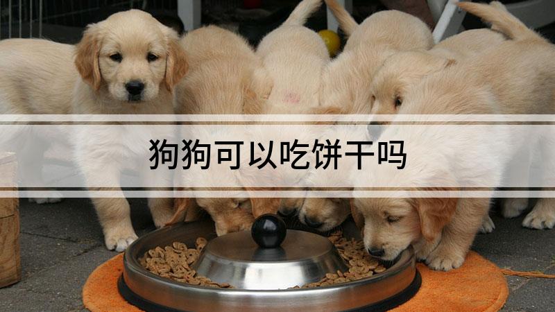 狗狗可以吃饼干吗