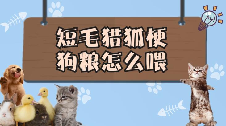 短毛猎狐梗狗粮怎么喂