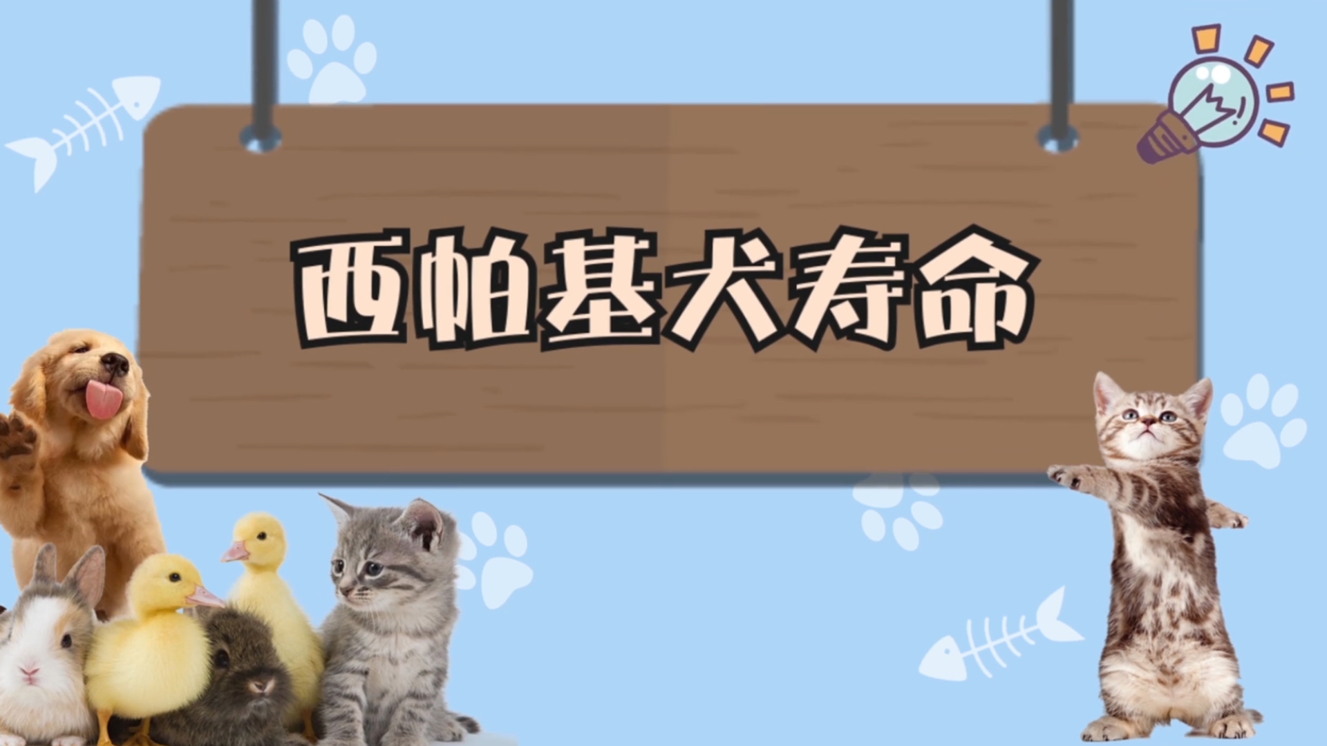 西帕基犬寿命