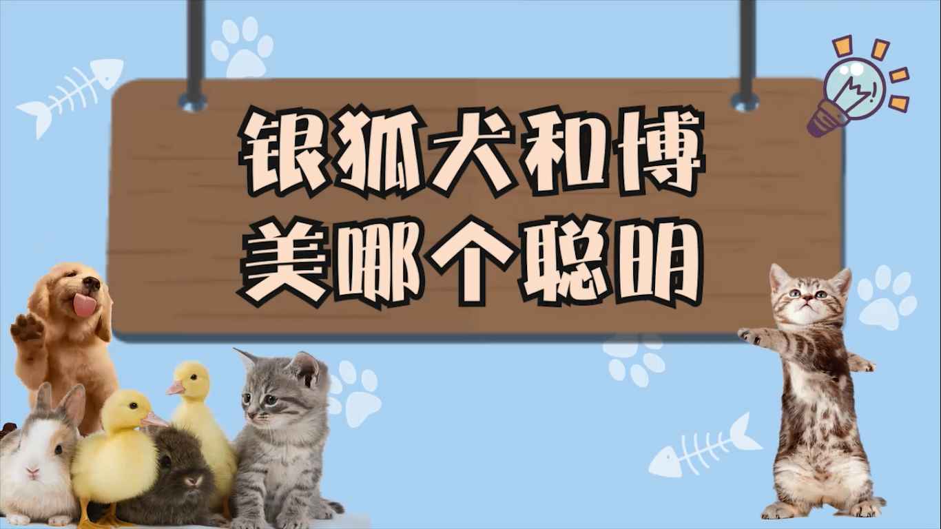 银狐犬和博美哪个聪明