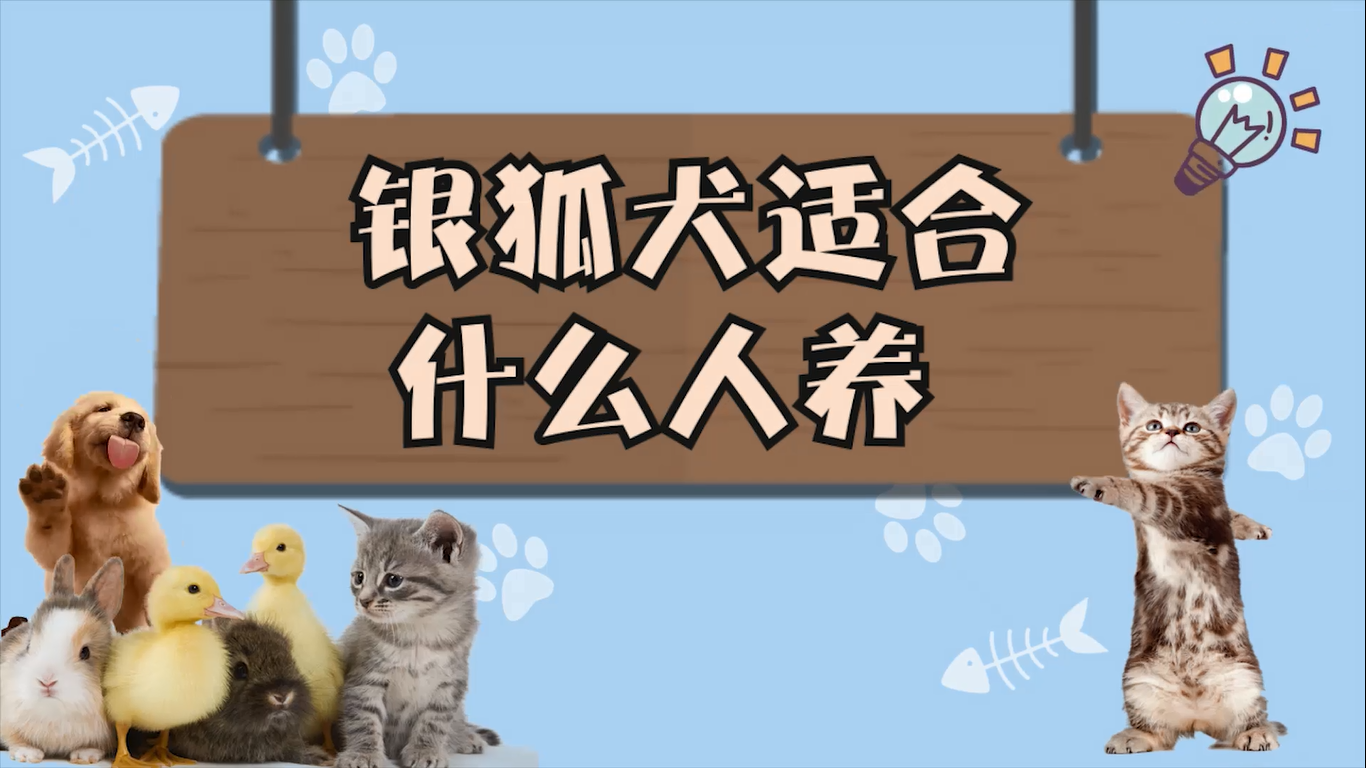 银狐犬适合什么人养