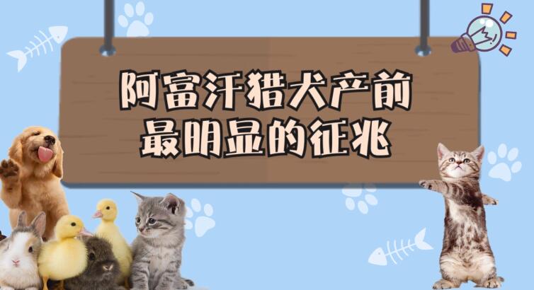 阿富汗猎犬产前最明显的征兆