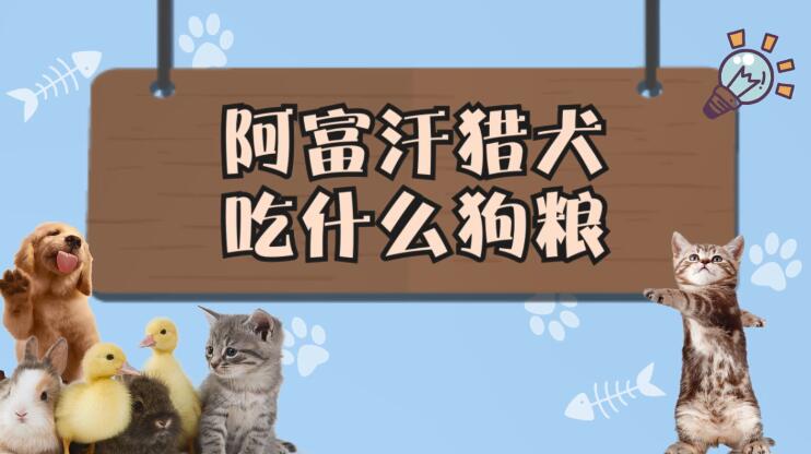 阿富汗猎犬吃什么狗粮